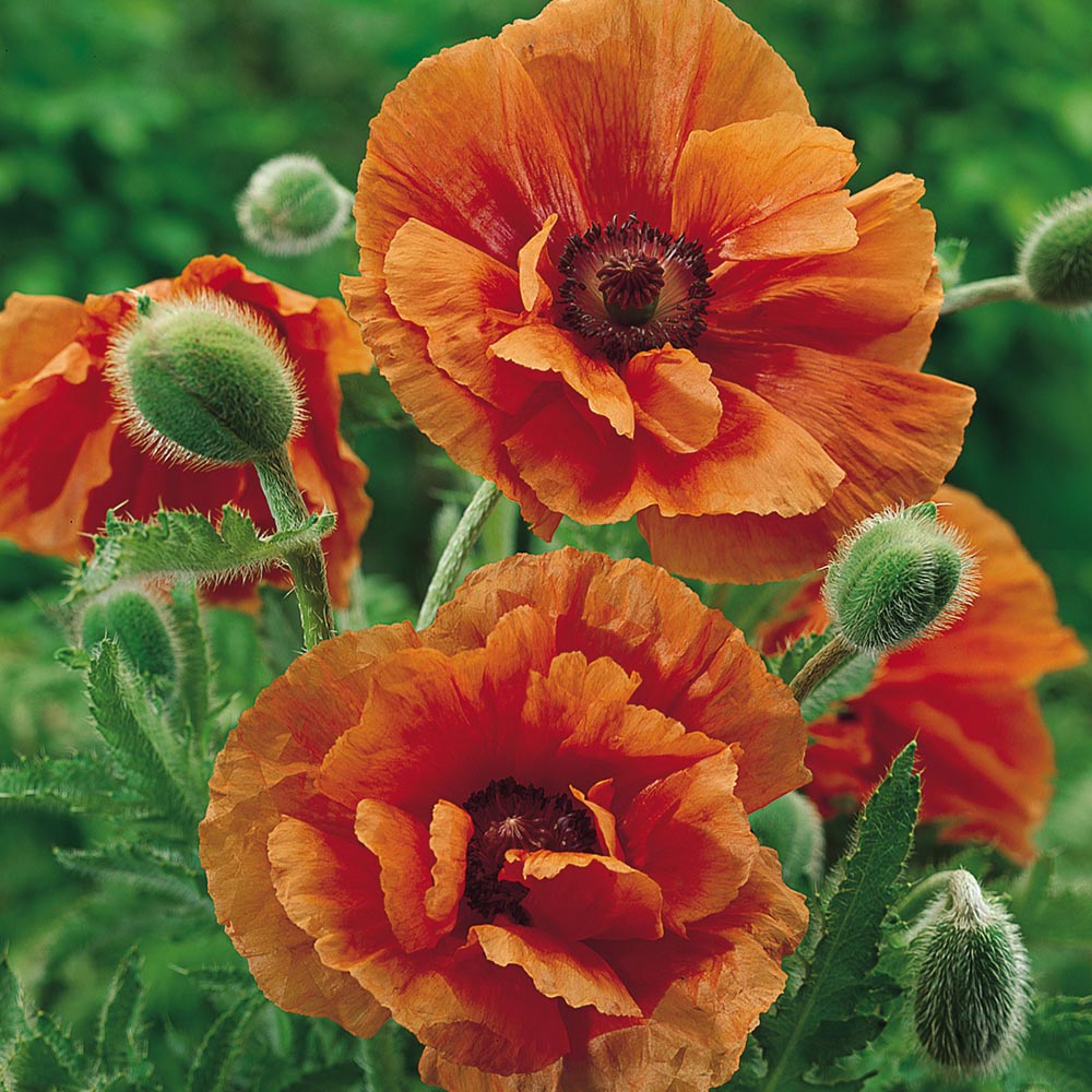 Papaver orientale 'Harvest Moon'